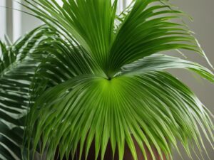 Chinese Fan Palm Care