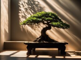 Do Bonsai Trees Need Sunlight
