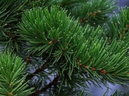 Evergreen Tree With Poisonous Seeds