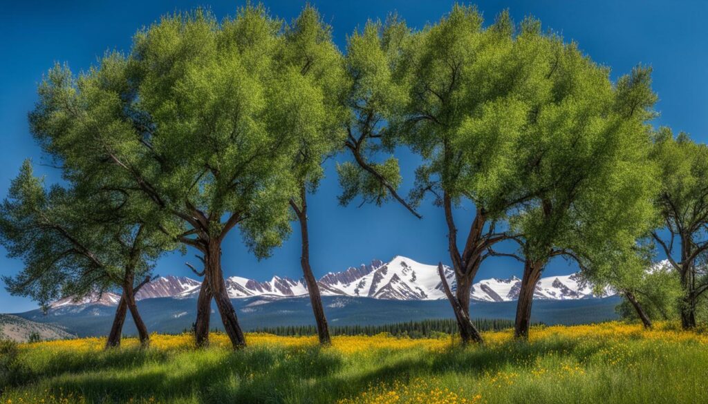 Fastest Growing Trees Colorado