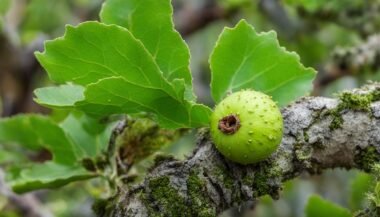 Oak Leaf Galls Identification