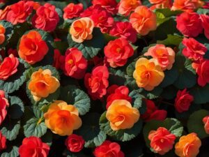 How Much Sun Do Begonias Need