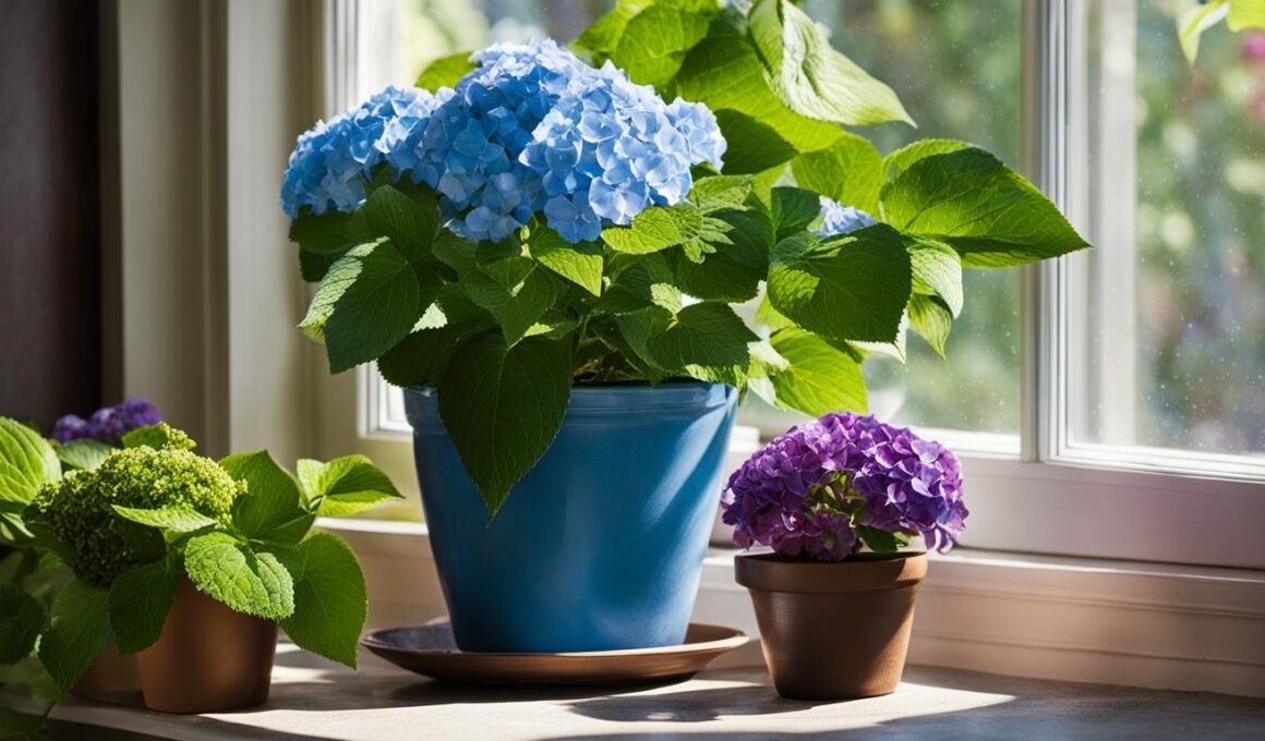 How To Care For Hydrangeas In A Pot