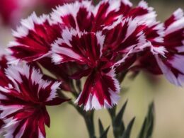 How To Deadhead Dianthus