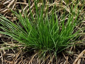 How To Get Rid Of Nutsedge Naturally