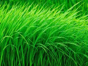 How To Identify Grass Type