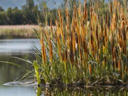 How To Kill Cattails