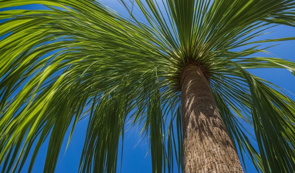 How To Make Ponytail Palm Grow Taller