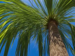 How To Make Ponytail Palm Grow Taller
