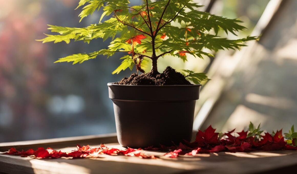 How To Propagate Japanese Maple