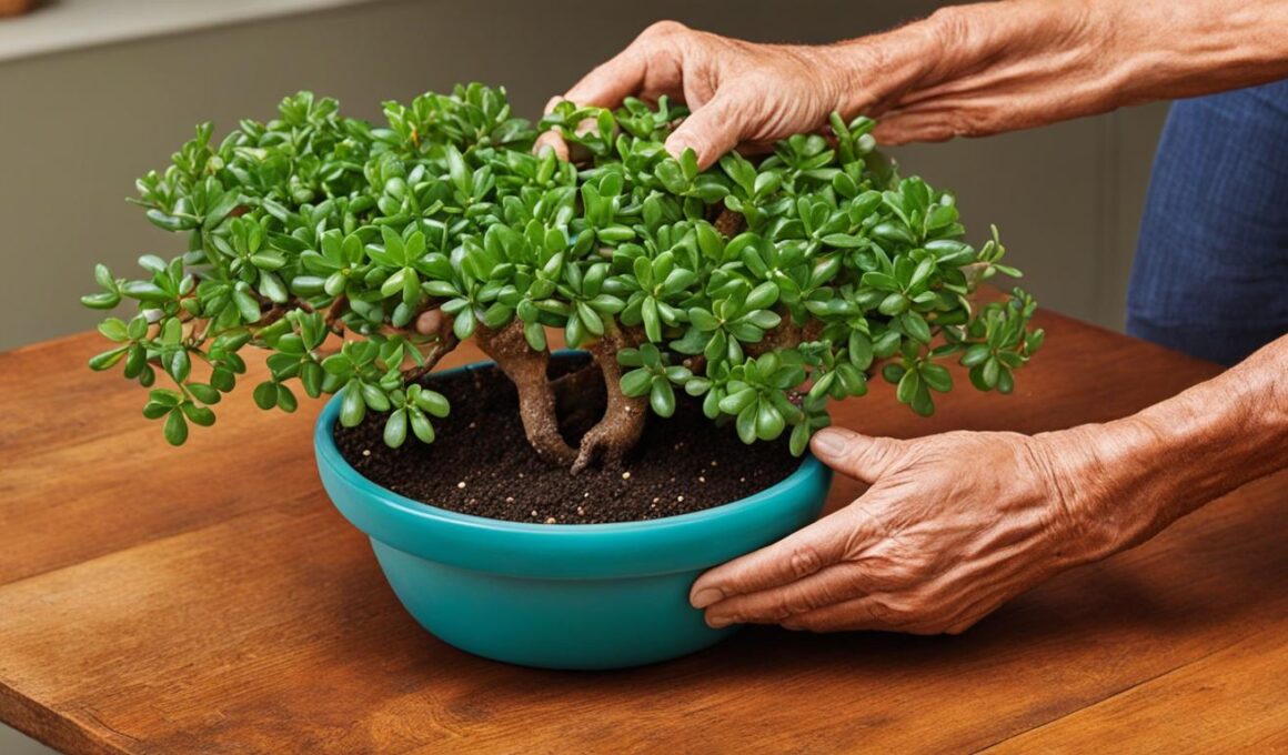 How To Repot A Jade Plant