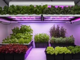 Hydroponics Grow Tent Pros And Cons