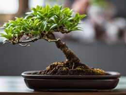Orchid Soil For Bonsai