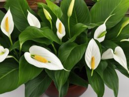 Peace Lily Flower Stages