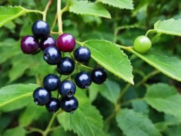 Plant With Purple Berries