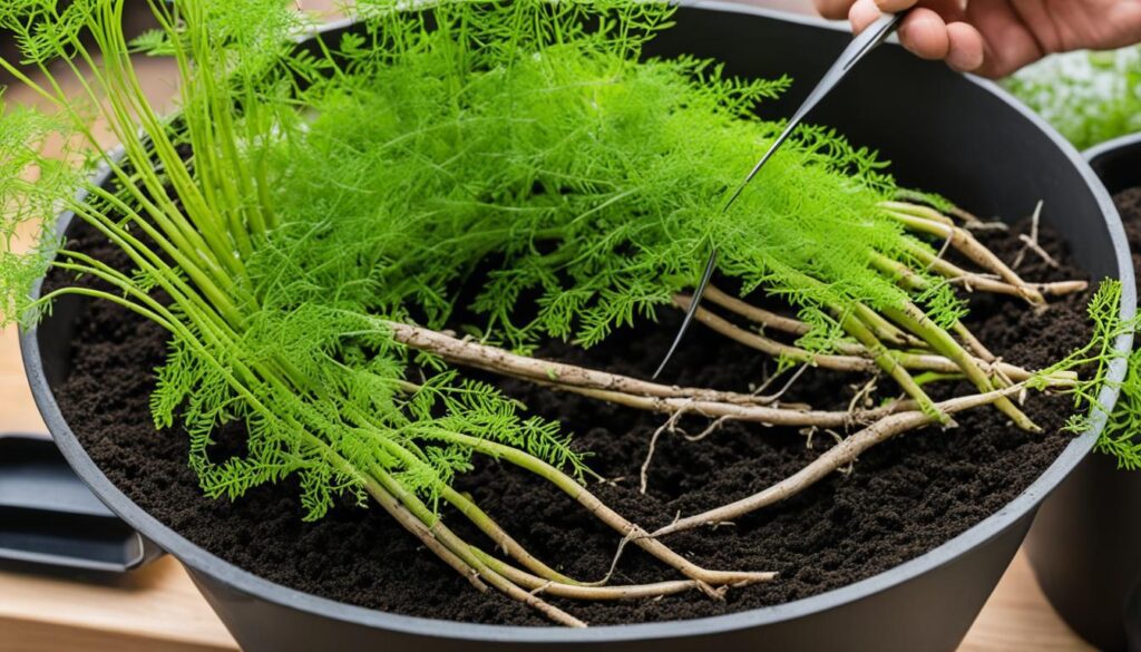 Propagation of asparagus fern
