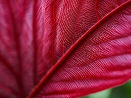 Red Leaf Plant Identification