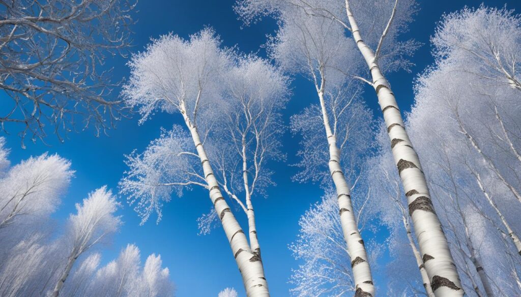 Royal Frost Birch Tree