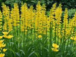 Tall Yellow Perennial Flowers