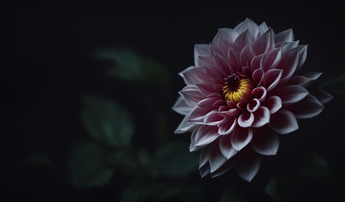 The Black Dahlia Flower