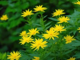 Weed With Yellow Flowers