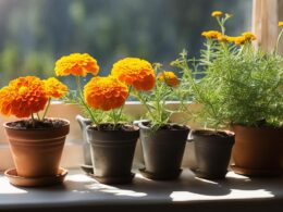 When To Start Marigold Seeds Indoors