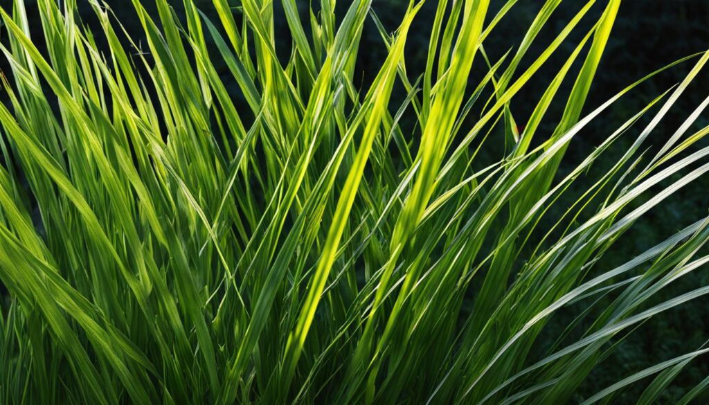 Wide blade grass varieties