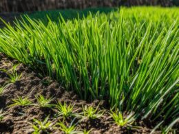 Will Fertilizer Kill New Grass