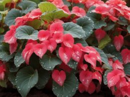 angel wing begonia care