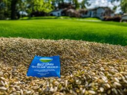 best grass seed for michigan