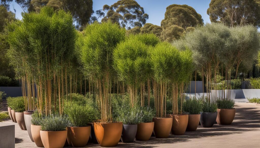 choosing eucalyptus species for pots