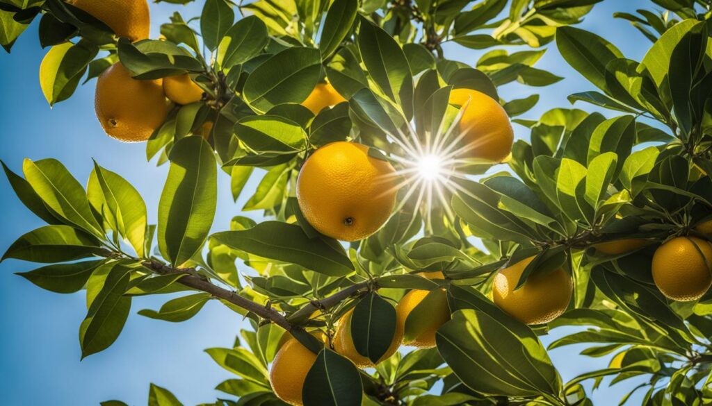 citrus tree light requirements