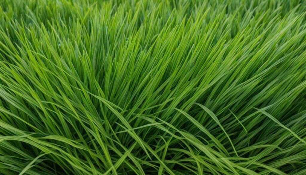 cool-season grasses for North Carolina lawns