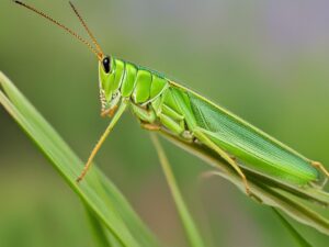 do grasshoppers eat grass
