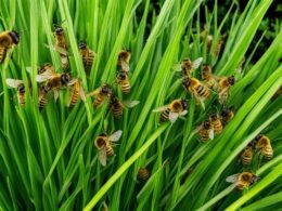 does lemongrass repel bees