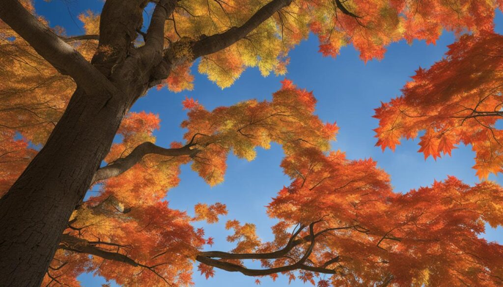 factors affecting maple tree growth rate