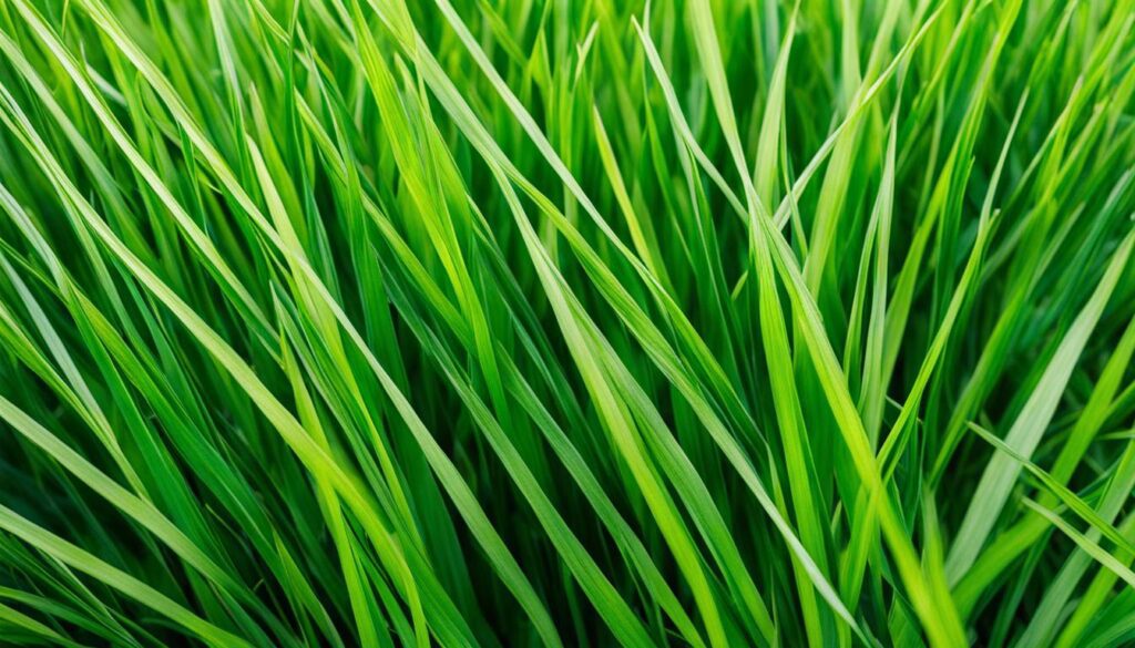 Grow Lush Lawns With Short Growing Grass Varieties