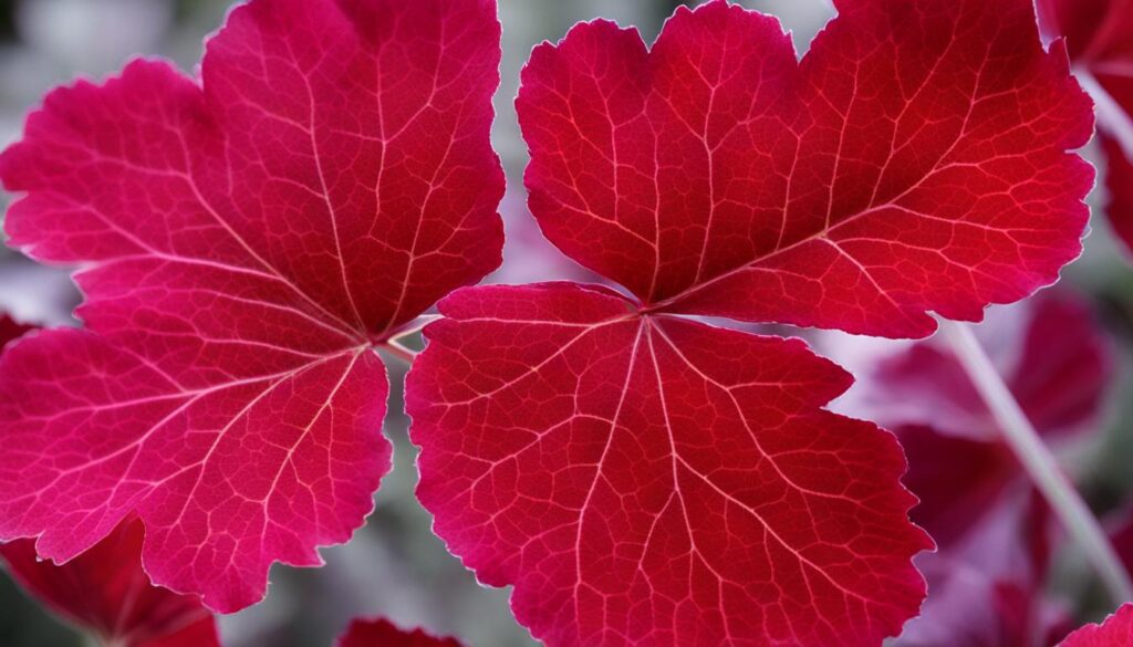 geranium leaves turning red