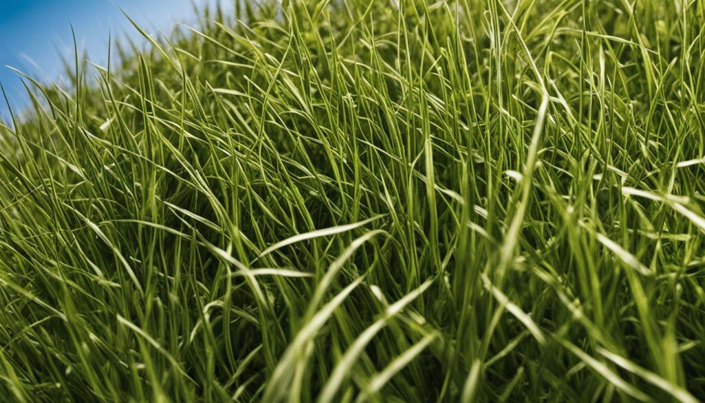 grass seed per acre