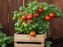 growing tomatoes in potting soil bags