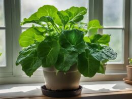 growing tree collards in containers