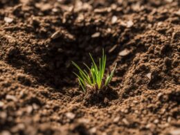 how long can grass seed lay dormant
