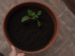how much soil for 6 inch pot
