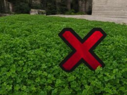 how to get rid of clover in lawn