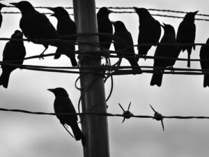 how to get rid of grackles