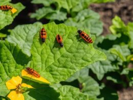 how to get rid of squash vine borer