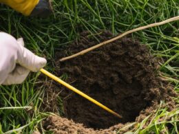 how to get rid of yellow jacket nest in ground