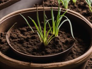 how to grow onions in pots