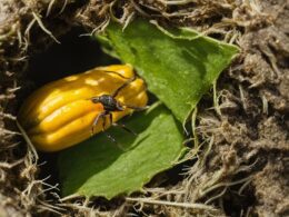 how to protect squash from vine borer