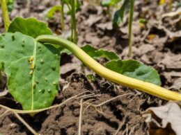 how to tell if you have squash vine borers